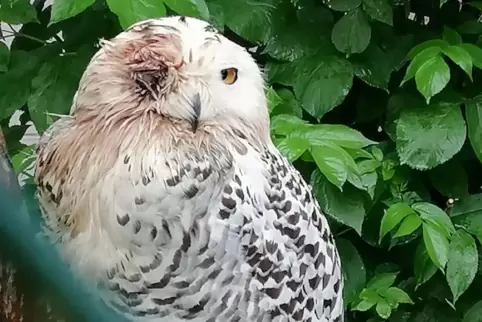 Schneeeule Smilla hat sich wohl gegen die Diebe gewehrt und ist verletzt.