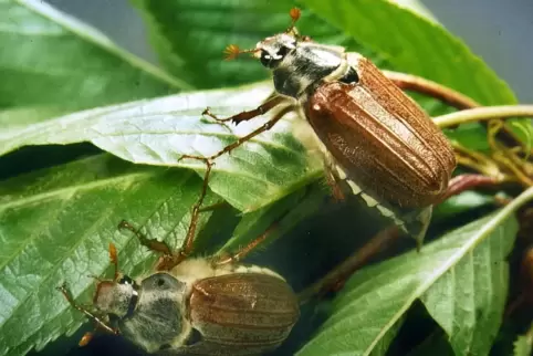 Stehen auf Blattwerk: Mäikäfer gelten häufig als Schädling, weil sie Bäume kahlfressen können, sobald sie massenhaft auftreten. 