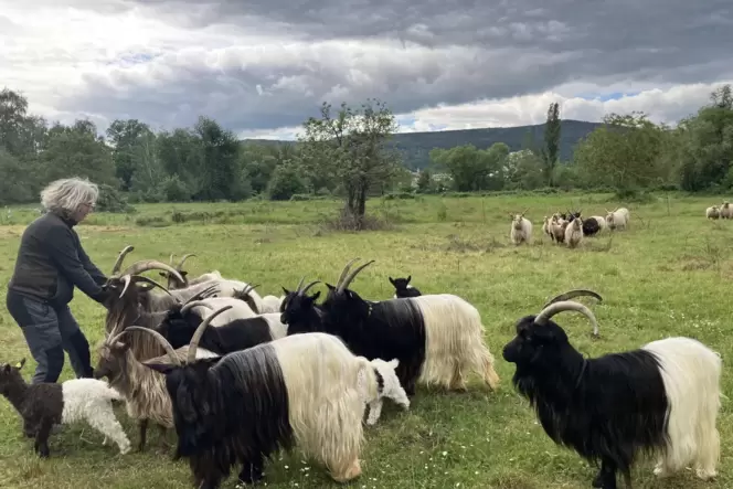 Schäferin Susanna Bleses mit einigen Tieren der Schaf- und Ziegenherde, die derzeit auf den Neubachwiesen weidet.
