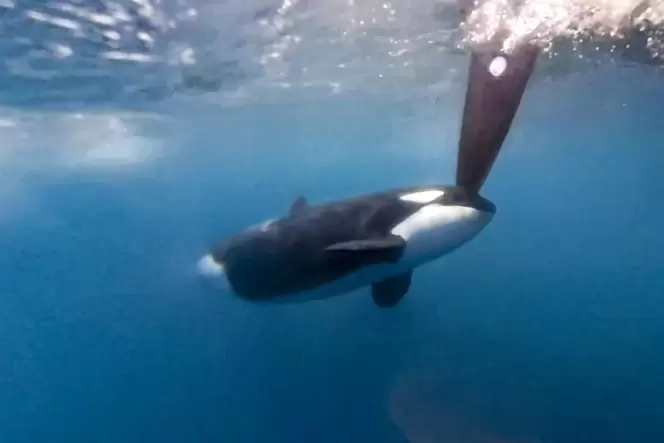 Immer wieder attackieren Orcas Boote.