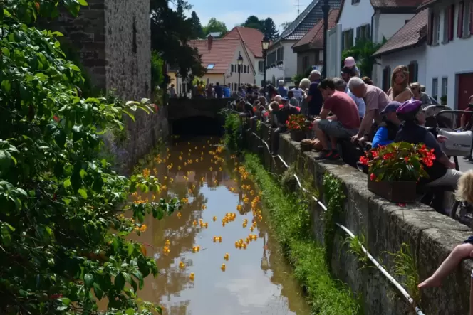 Spannend: launiges Entenrennen am Mühlentag in Großkarlbach.