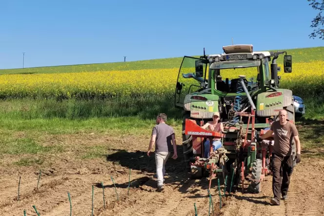 600 Rebpflanzen wurden auf 1400 Quadratmetern gesetzt.