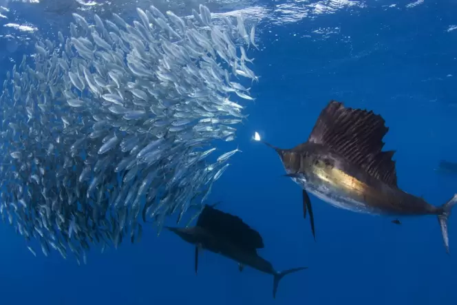 Der Fächerfisch, auch Segelfisch genannt, kesselt mit Artgenossen im Indopazifik einen Schwarm Sardinen ein und sticht dann mit