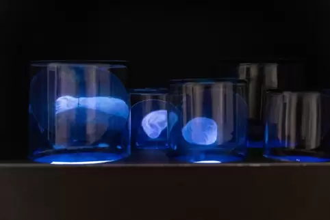 Ana García Jácome:The Anatomical Theatre, 2023 