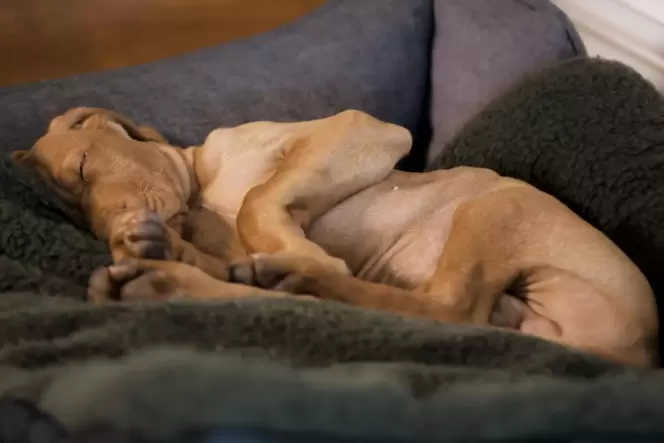 Hunde sollten ungestört schlafen können und einen ruhigen Rückzugsort haben.