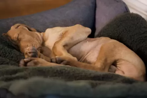 Hunde sollten ungestört schlafen können und einen ruhigen Rückzugsort haben. 