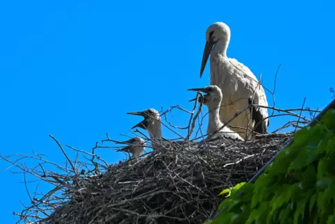Das Nest eines Storchenpaares ist zerstört worden, ein Jungtier ist tot.