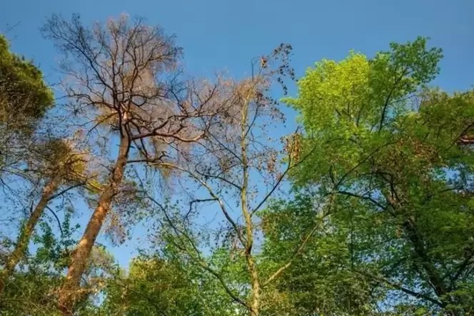 Durch die Klimakrise sterben viele Bäume ab