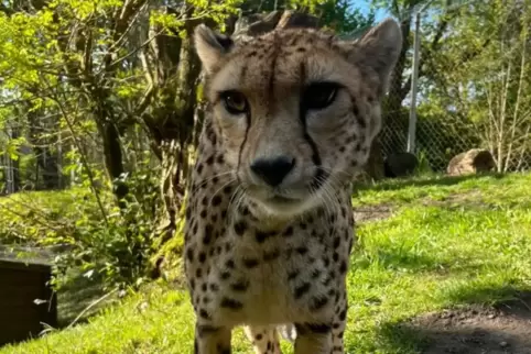 Neuankömmling im Saarbrücker Zoo: Gepardin Jala beendet für Männchen Oskar die Einsamkeit.