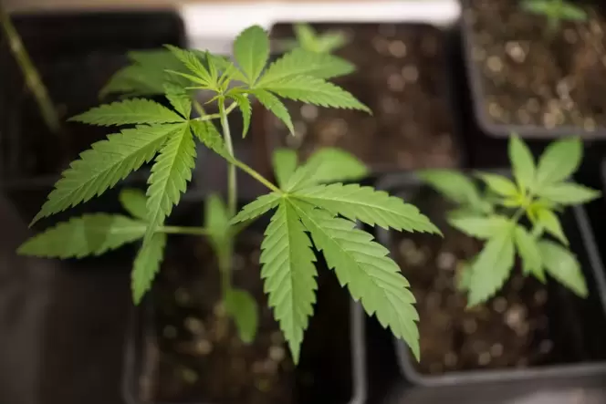 Die Beamten fanden in der Wohnung mehrere Cannabispflanzen.