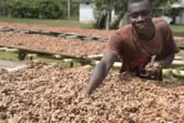 Darüber, dass Kakao-Bauern besser bezahlt werden müssen, herrscht Einigkeit. Nicht aber über den Weg zu diesem Ziel. 