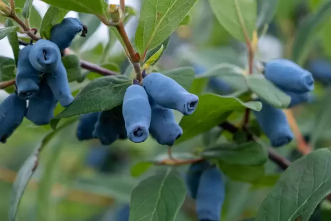 Die Blaue Heckenkirsche, auch Blaue Doppelbeere oder Haskap genannt, soll viel mehr können als normale Früchte.