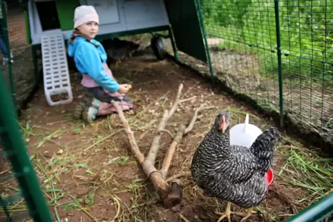 Die Kinder der Kita füttern die Hühner, säubern den Stall des Federviehs und sammeln die gelegten Eier ein. 