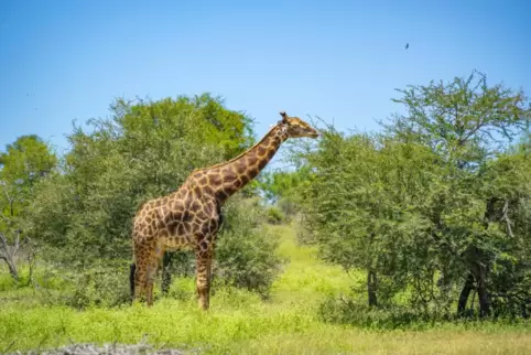 Die Giraffen holen ihre Nahrung sogar von den Spitzen der Bäume. Die Männchen werden bis zu sechs Meter groß und die Weibchen bi