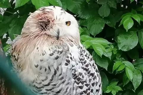 Schneeeule Smilla erlitt bei einem Einbruch eine schwere Verletzung über dem Auge.
