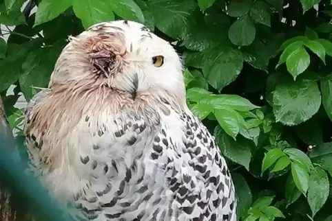 Schneeeule Smilla hatte sich bei einem der früheren Einbrüche wohl gegen die Diebe gewehrt und hat sich dabei schwere Verletzung