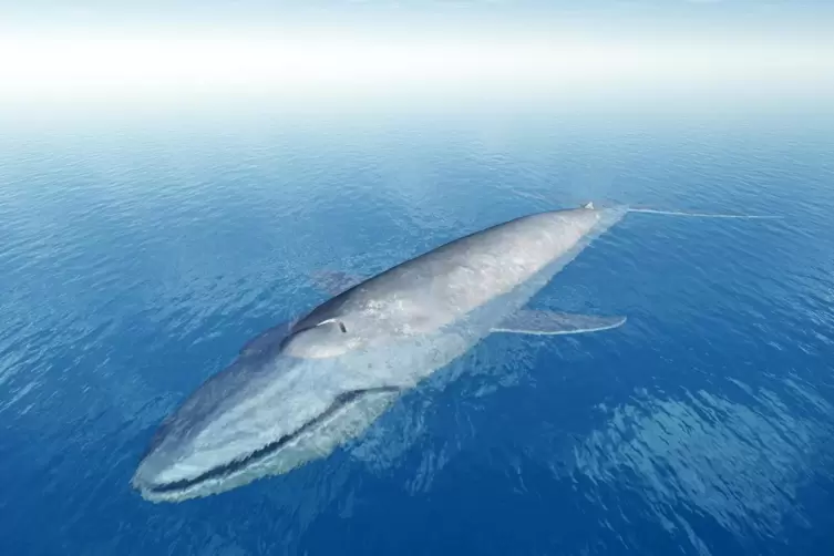 so lang wie zwei Busse hintereinander werden die Blauwale als gr&ouml;&szlig;te S&auml;ugetiere der Erde. 