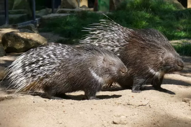 Heidelberger Zoo freut sich über Stachelschwein-Nachwuchs