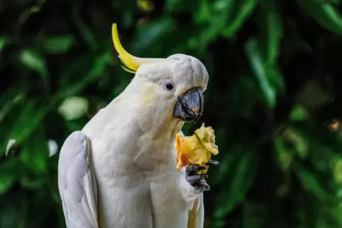 Der Gelbwangenkakadu ist vom Aussterben bedroht. Deshalb hilft der Vogelpark dabei, die Art zu schützen. 