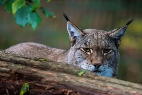 Luchse sind von Natur aus scheu. Das aus dem Kurpfalz-Park entlaufene Weibchen ist allerdings die Gegenwart von Menschen gewohnt