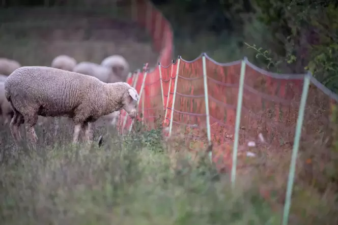 Symbolfoto: Schafe auf einer Weide.