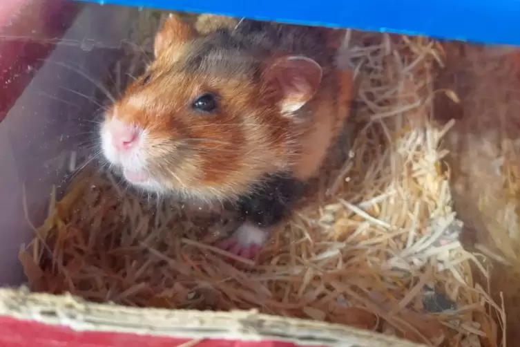 Die Hamster werden im Heidelberger Zoo aufgezogen.