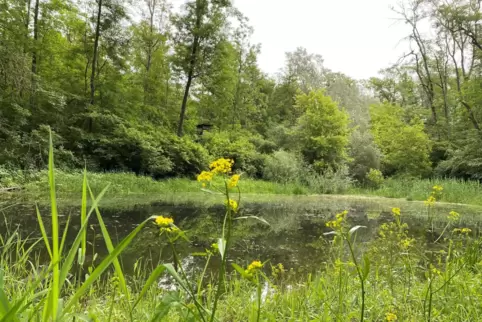 Der kleine Tümpel im Bollenwörth bei Otterstadt ist Teil des Amphibienschutzes im Auwald, für den sich Layla Gauly einsetzt. 