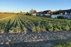 Die mögliche Bebauung dieser Äcker am Littersheimer Weg bleibt unter den Parteien vorerst ein Streitthema. Die mögliche Bebauung dieser Äcker am Littersheimer Weg bleibt unter den Parteien vorerst ein Streitthema.