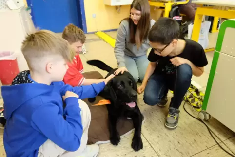 Labrador Sunny ist ein Höhepunkt im Schulleben der Realschüler – besonders dann, wenn sie ihn streicheln dürfen. 