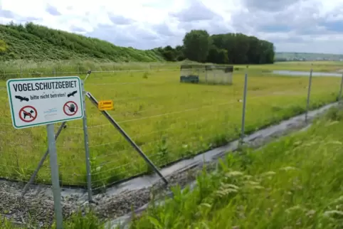 Eines der Auswilderungsgelände für Jungkiebitze 