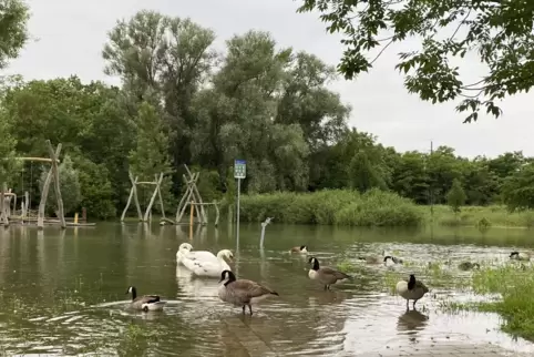 Die Wasservögel können sich noch einige Tage freuen, dass sie mehr Platz haben.