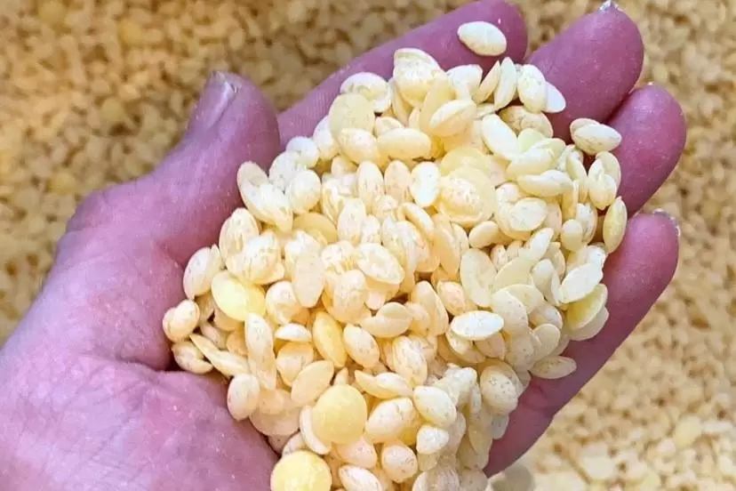Auch Bienenwachs verwendet Stuppy für die Herstellung einer Kerze.