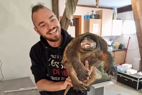 Kevin Keßler mit dem Schnappschildkröten-Weibchen.