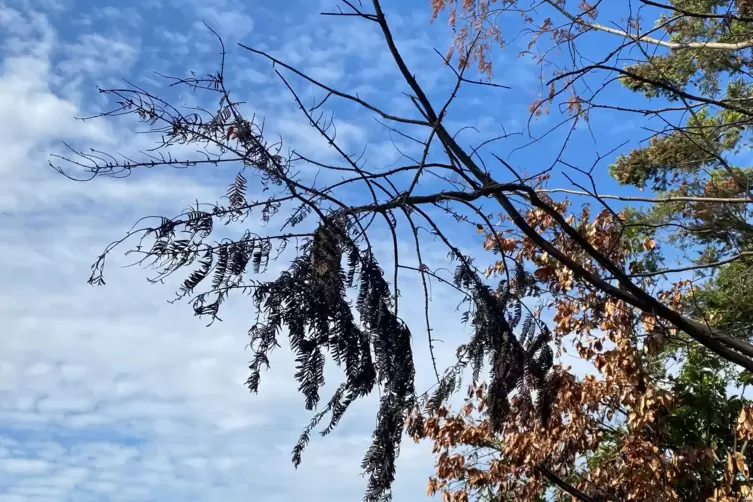 Ein verkokelter Ast an einem Baum auf dem Grundst&uuml;ck von Willi Brunner.