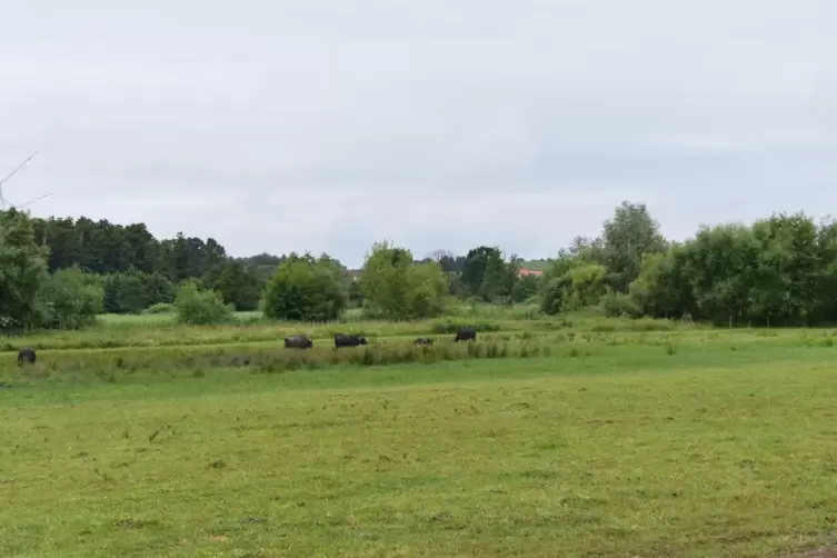 Mit dem Preisgeld wird die wilde Wasserb&uuml;ffel-Weide erweitert. 