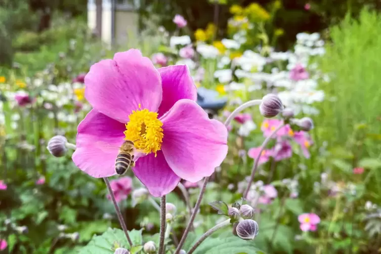 Der Trend geht zum insektenfreundlichen Garten. 