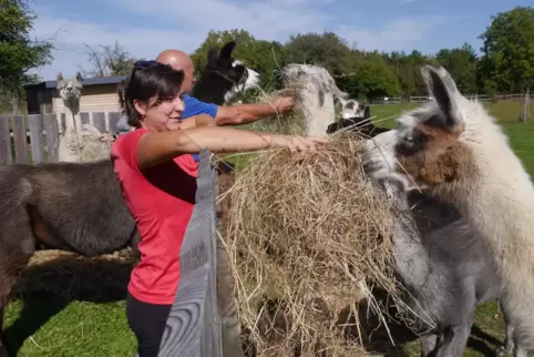Mona Merkel und Siegbert Merkel verfüttern das heu an die Lamas. .