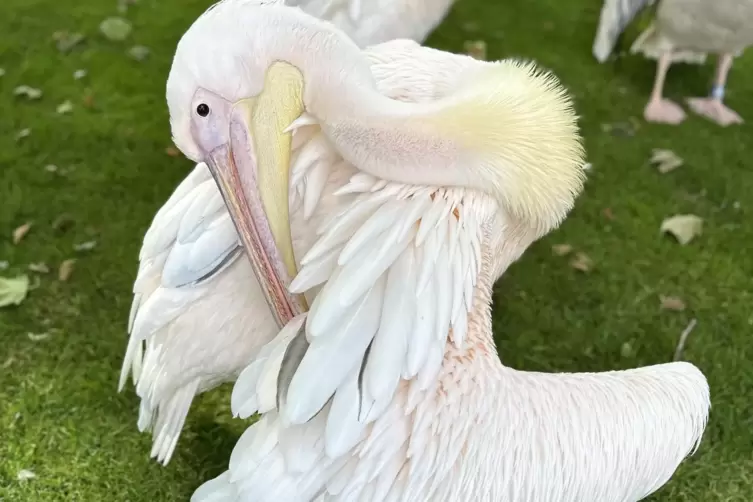 Hautnah zu erleben: Pelikan.