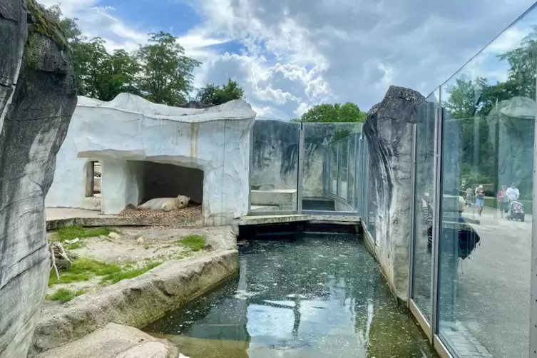 Wer da wohl gerade Siesta h&auml;lt? Eisb&auml;rin Nuka oder Eisb&auml;r Kap? Blick in die Arktis- und Tundra-Landschaft des Karlsruher Zoos.