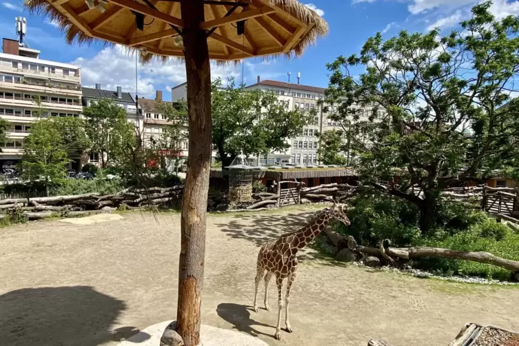 Savanne mitten in Karlsruhe: das Gehege f&uuml;r die Netzgiraffendamen.