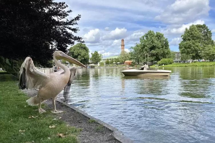 Wasservogelballett: &bdquo;Pelikanensee&ldquo; im Karlsruher Zoo. 