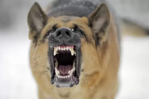 Knurrt der Hund und zeigt die Zähne ist Vorsicht angesagt. 