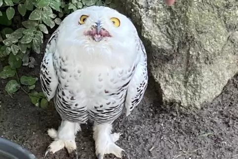 Schneeeule Smilla war bei einem der Einbrüche schwer an ihrem rechten Auge verletzt worden. Davon hat sie sich komplett erholt. 