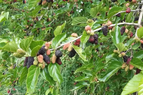 An einem Ast können sich Beeren in unterschiedlichem Reifegrad befinden. 