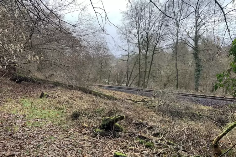 Im Abstand von 30 bis 40 Metern zur Bahnlinie werden B&auml;ume gef&auml;llt.