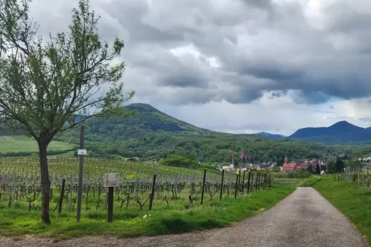 Ebenfalls einen Ausflug wert: Weinlehrpfad. 