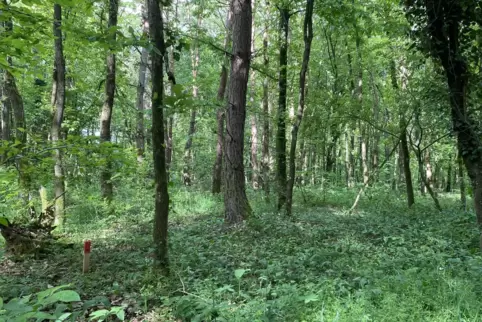 Ein Ausflug in den Wald sollte besser zu Fuß oder mit dem Rad unternommen werden. 