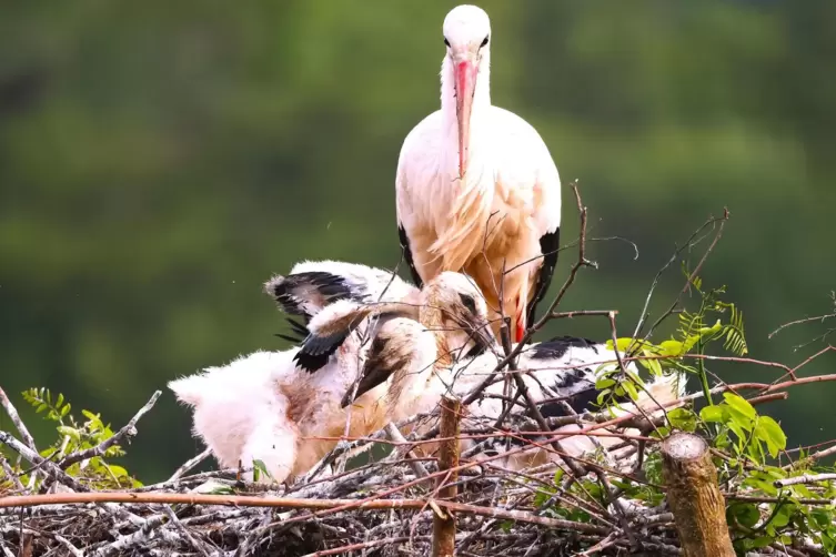 In kalten N&auml;chten brauchen die Jungst&ouml;rche im Dunenkleid die W&auml;rme der Altv&ouml;gel.
