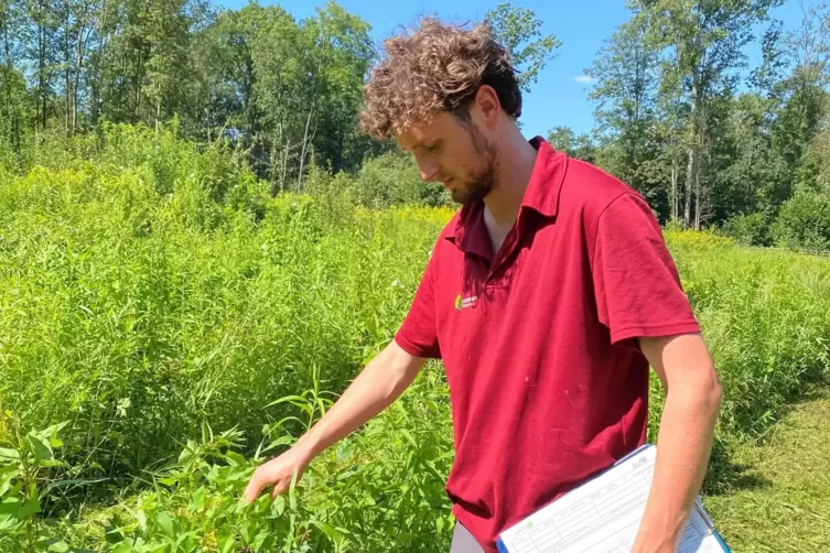 F&ouml;rster Simon Henrich mag seine Arbeit in den Rheinauen, aber die Schnaken verleiden ihm schon etwas den Sommer hier. 