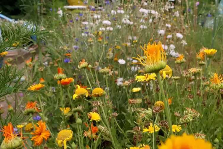 Es gibt auch eine Blumenwiese f&uuml;r die Bienen.